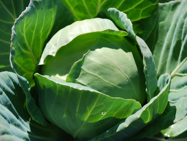 growing-cabbage-cls02-lg